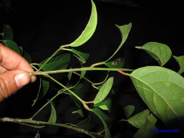 Mastixia Cuspidata