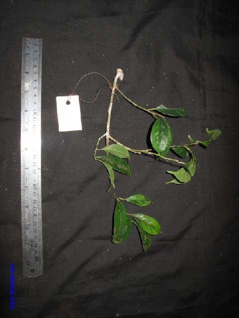Mastixia rostrata