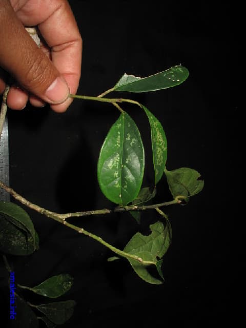 Mastixia rostrata