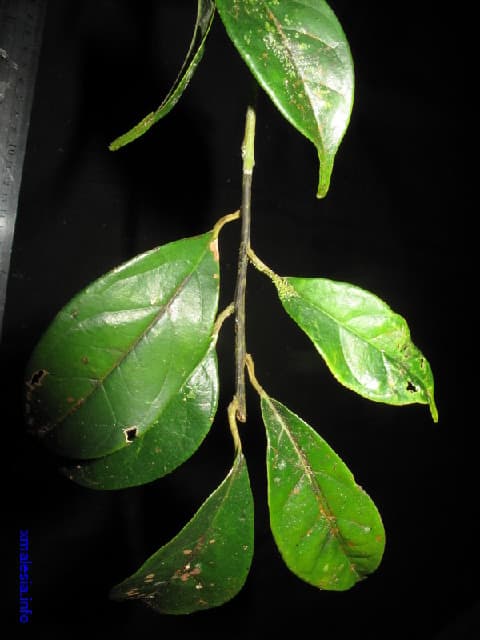 Mastixia rostrata