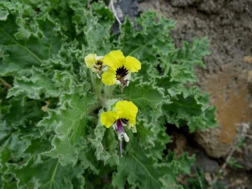 Yellow Henbane