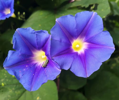 Yellow-Throated Morning Glory