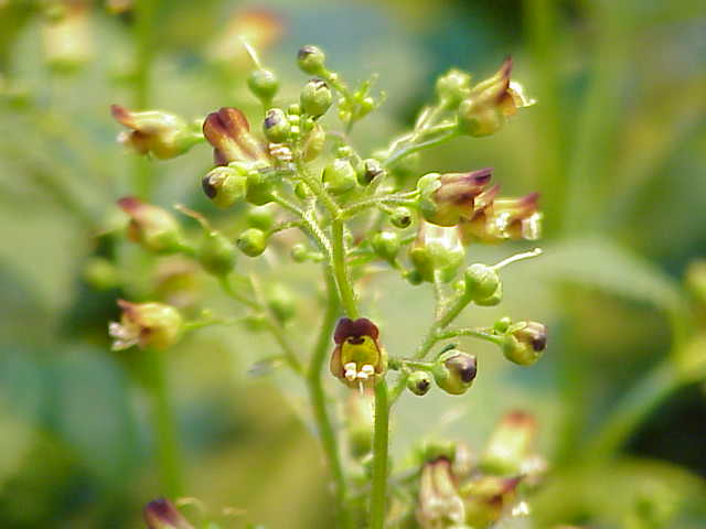 Figwort