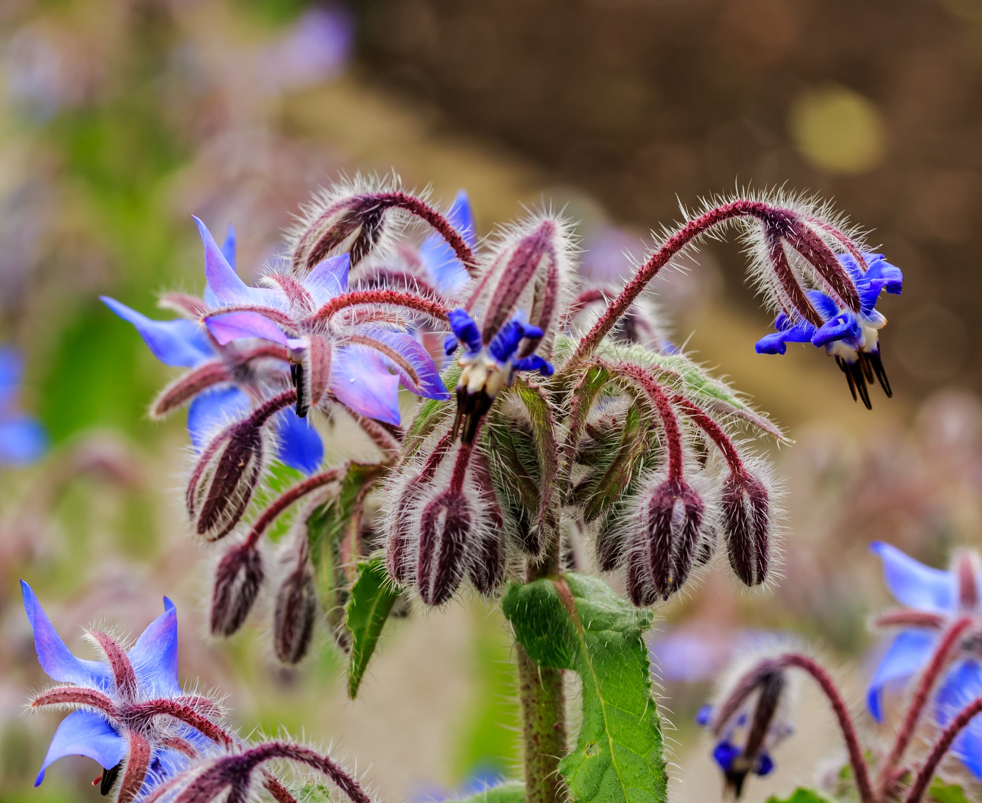 Borage
