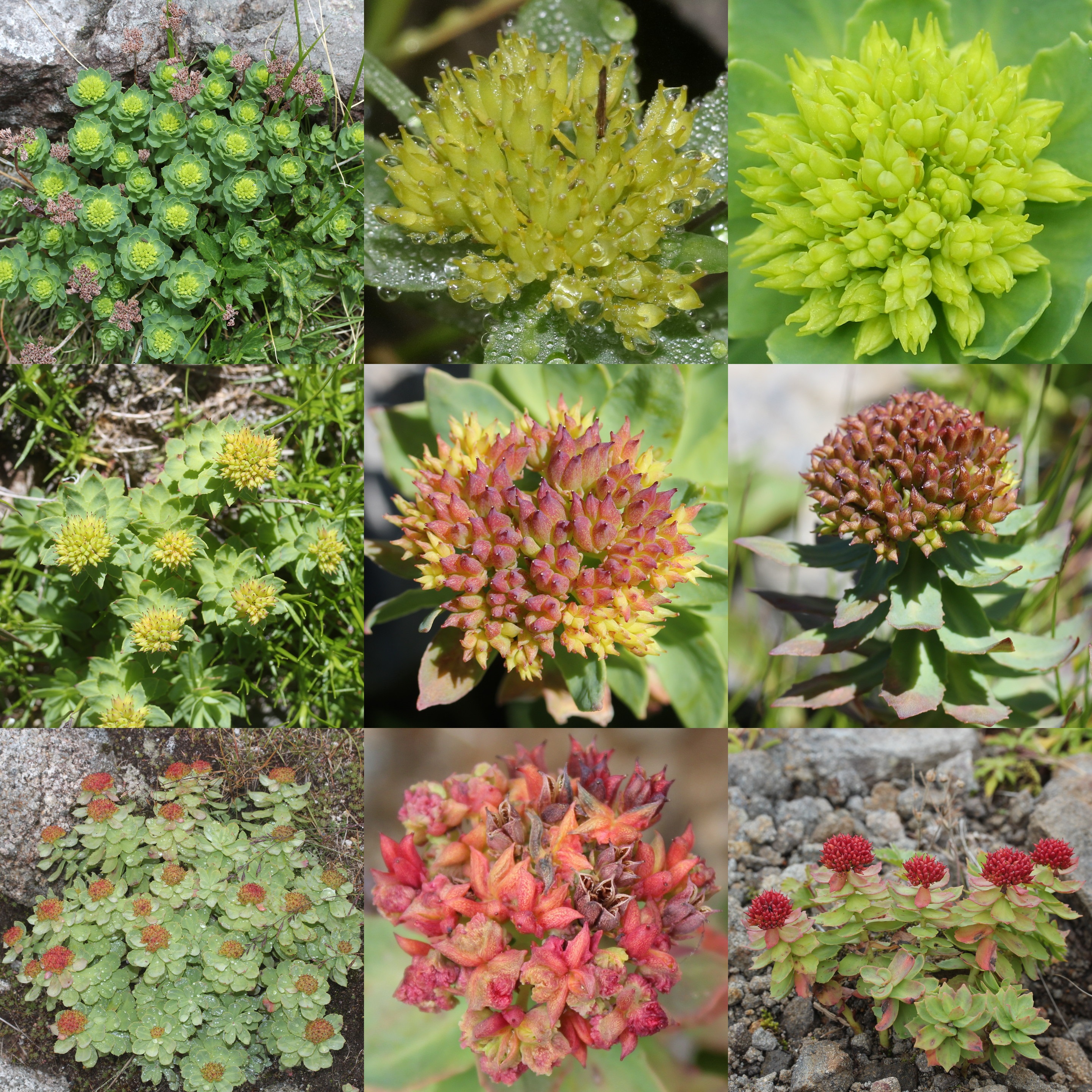 Rhodiola
