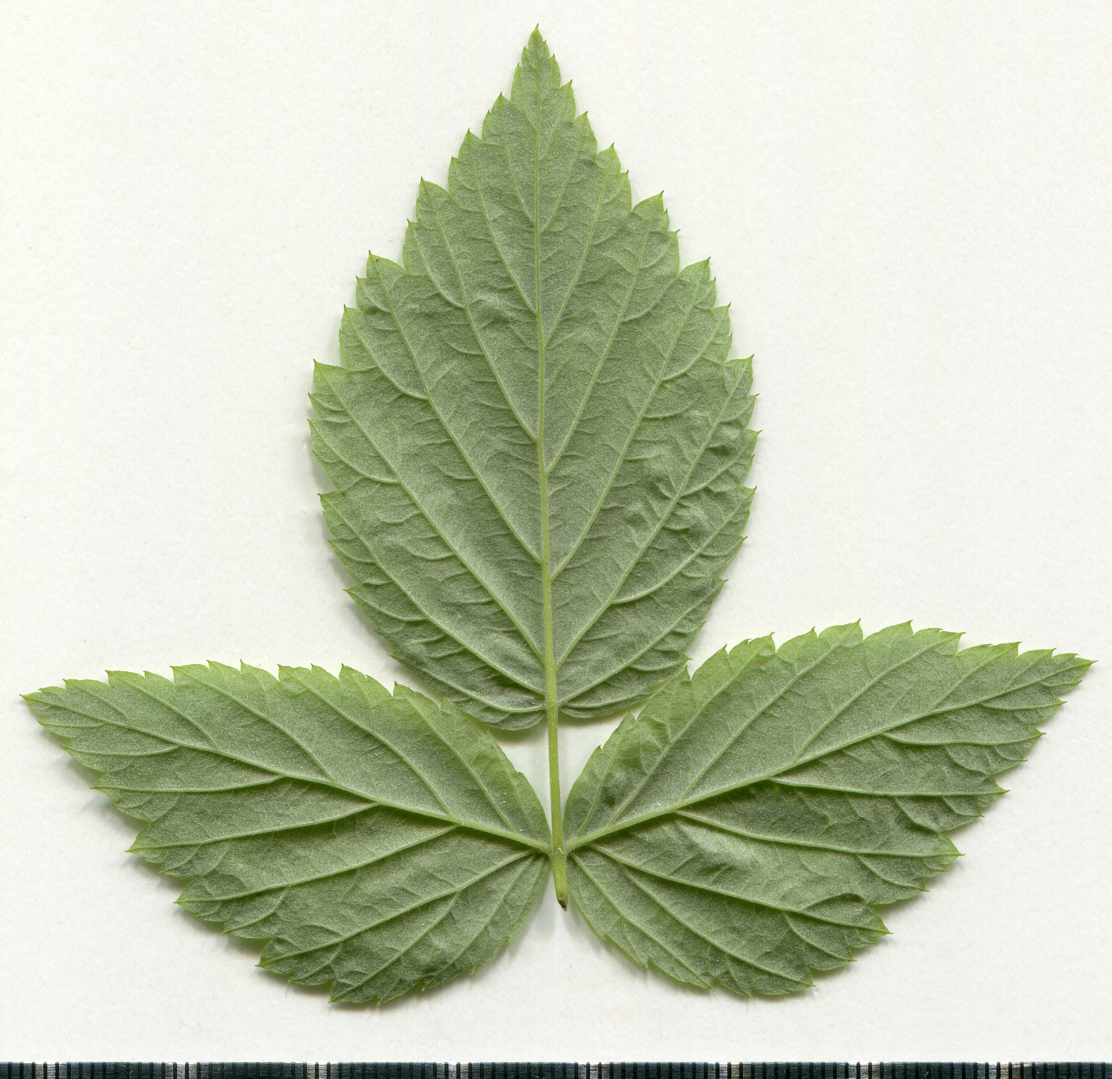 Raspberry Leaf