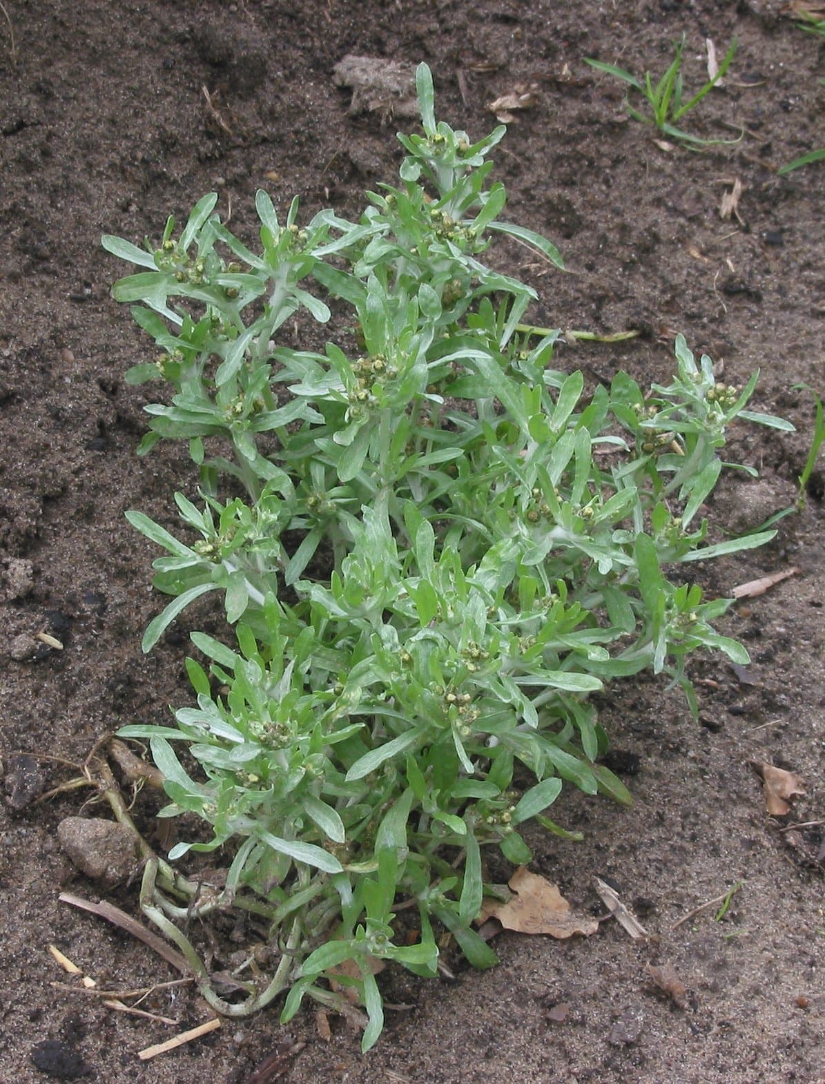 Cudweed