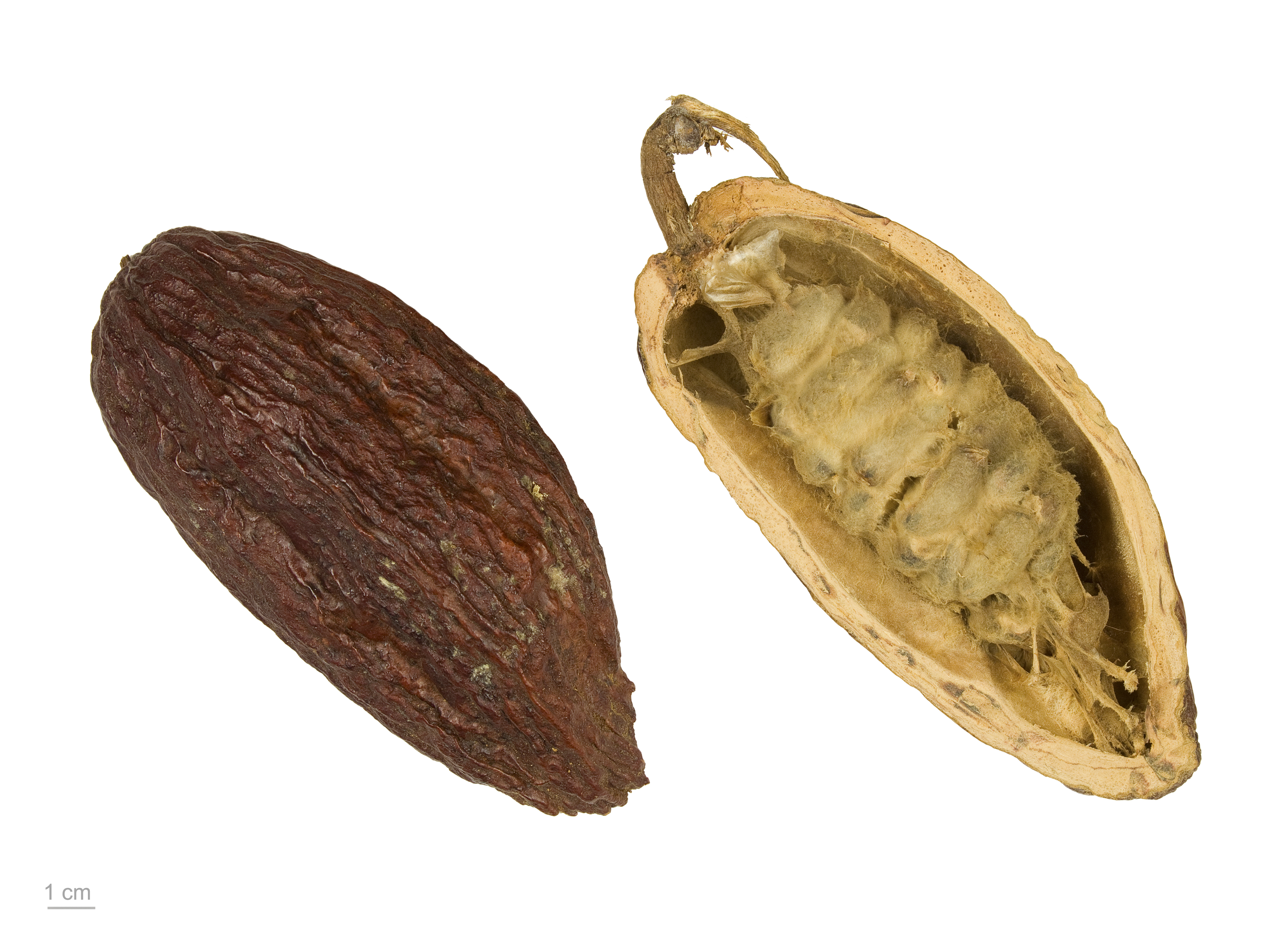 Cacao