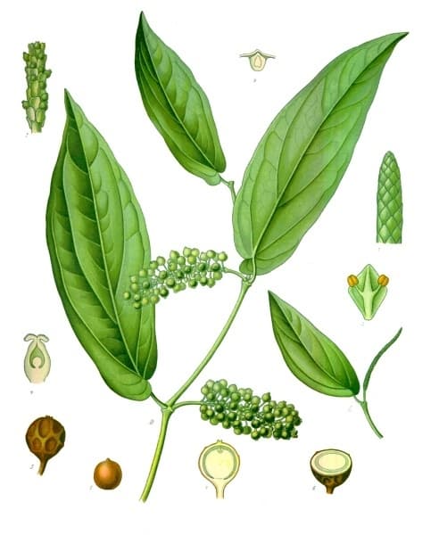Cubeb Pepper